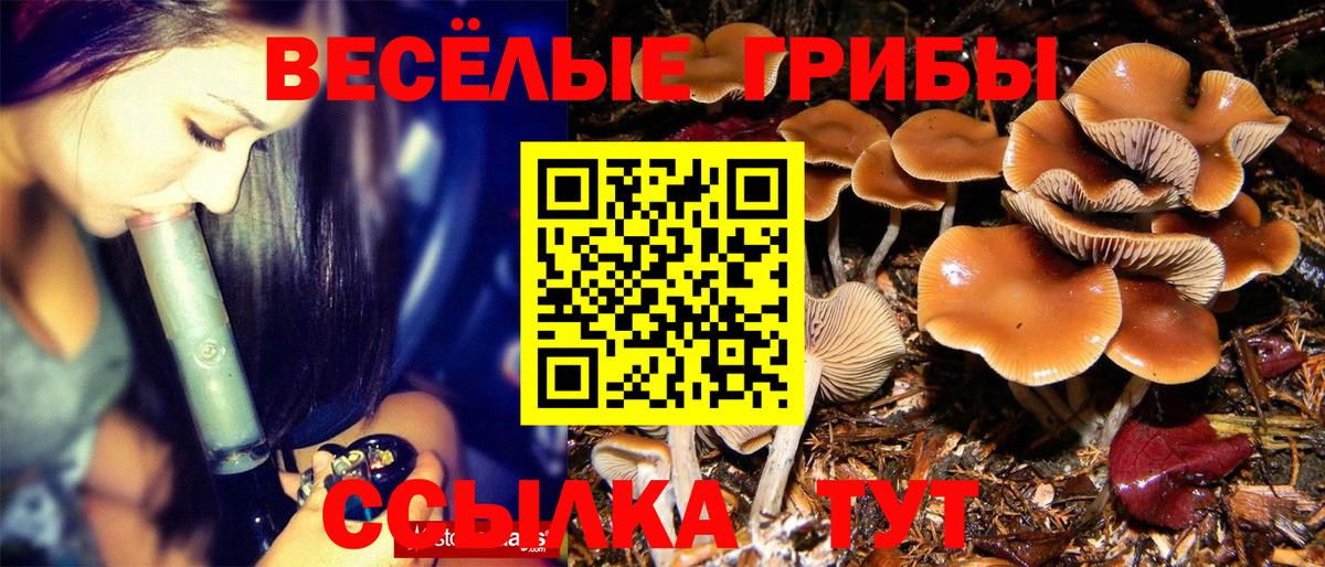 Псилоцибиновые грибы Cubensis Лосино-Петровский
